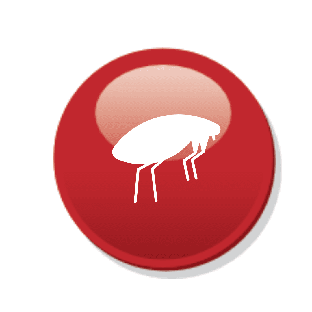 Fleas (Cat & Dog) Common Pests Essex Pest Control