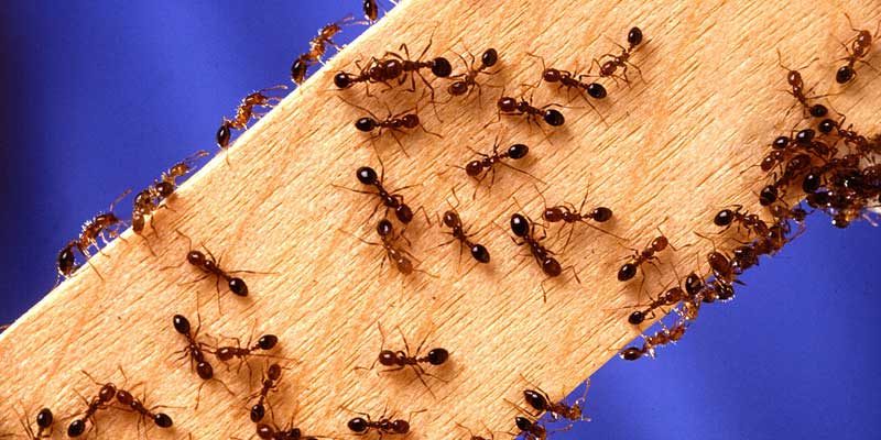 ant-800×400 ants