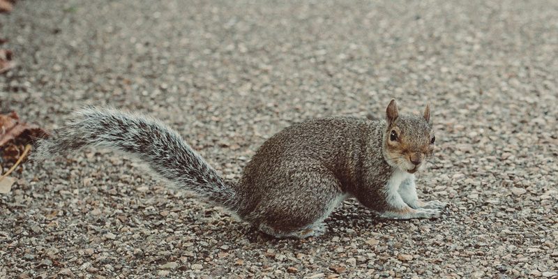 squirrel-800×400 squirrel